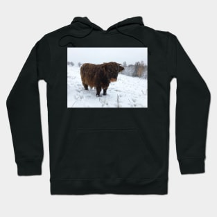 Scottish Highland Cattle Calf 1586 Hoodie